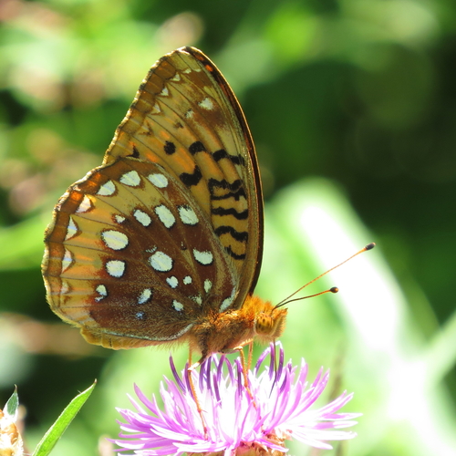 Great Spangled Fritillary, photo 3 of 8