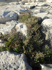 Limonium cancellatum