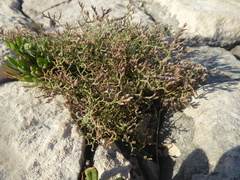 Limonium cancellatum