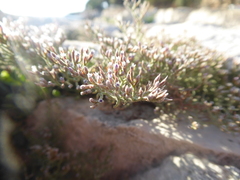 Limonium cancellatum
