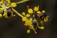 Mediimorda bipunctata