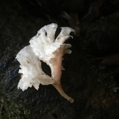 Trechispora thelephora