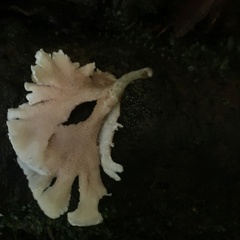 Trechispora thelephora