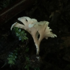 Trechispora thelephora