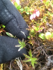 Cardamine digitata