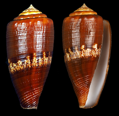 Conus coccineus