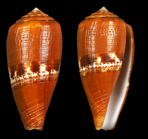 Conus coccineus, 2016-08-15