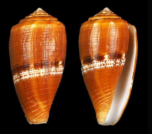 Conus coccineus, 2016-08-15