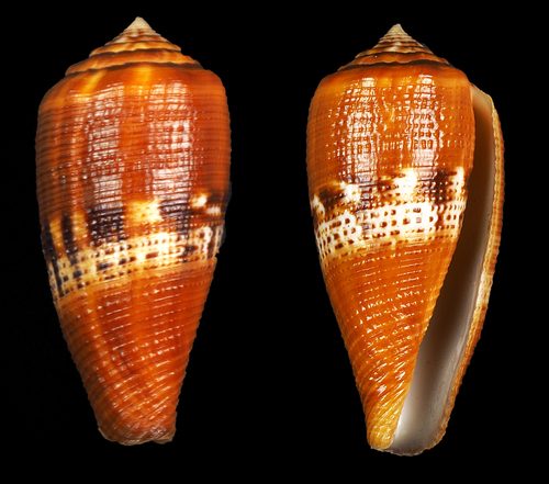 Conus coccineus, 2016-08-15