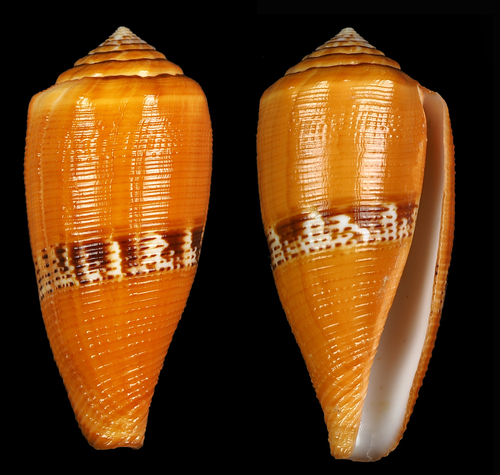 Conus coccineus, 2016-08-15