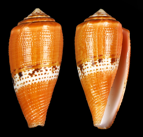 Conus coccineus, 2016-08-15
