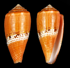 Conus coccineus