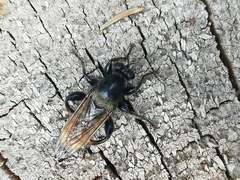 Laphria flava