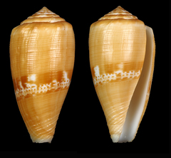 Conus coccineus