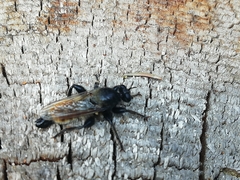 Laphria flava