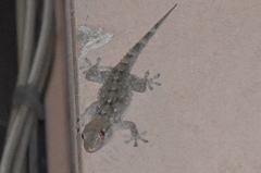 Tarentola mauritanica