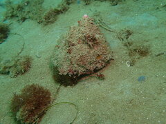 Megastraea undosa