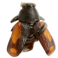 Pachybrachis cruentus