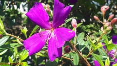 Pleroma semidecandrum