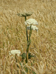 Angelica hendersonii