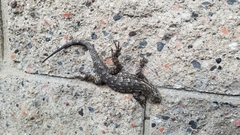 Sceloporus occidentalis