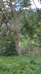 Ramalina thrausta