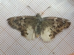 Eagris denuba