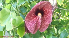 Aristolochia littoralis