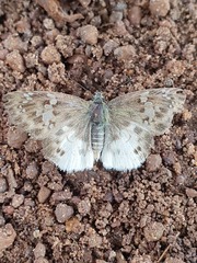 Eagris denuba