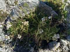 Achillea erba-rotta