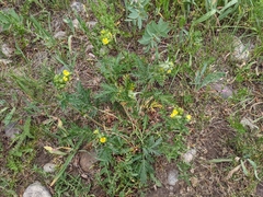Potentilla bipinnatifida