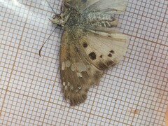 Eagris denuba