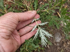 Potentilla bipinnatifida