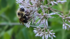 Bombus griseocollis