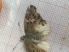 Eagris denuba