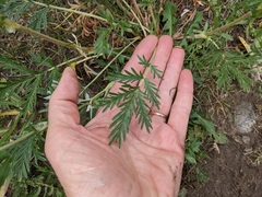 Potentilla bipinnatifida