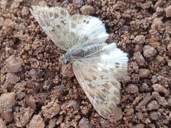Eagris denuba