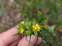 Potentilla bipinnatifida