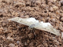 Eagris denuba