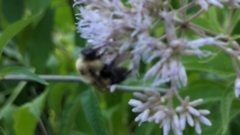Bombus griseocollis