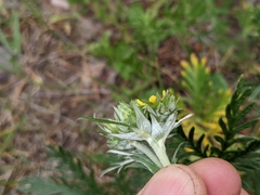 Potentilla bipinnatifida