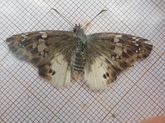 Eagris denuba