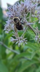 Bombus griseocollis