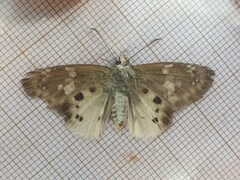 Eagris denuba