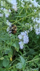 Bombus griseocollis
