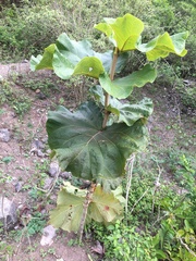 Coccoloba pubescens