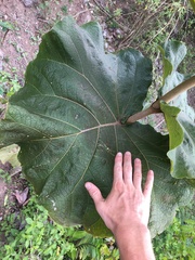 Coccoloba pubescens