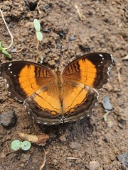 Junonia terea terea