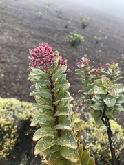 Santalum haleakalae