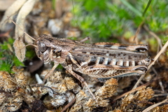 Melanoplus infantilis